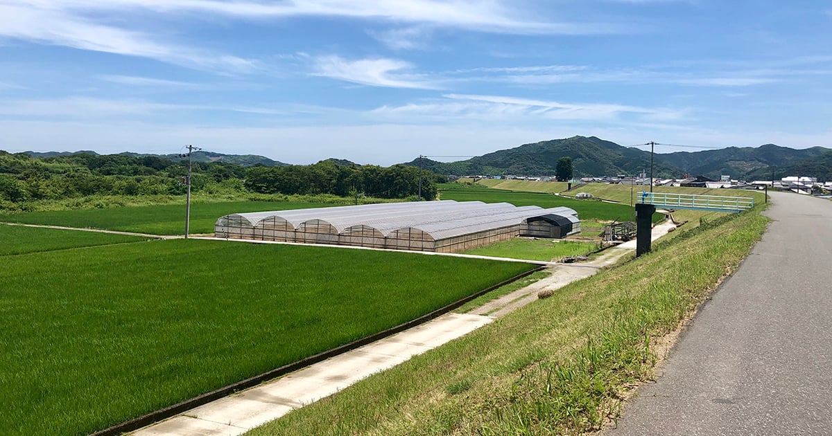 土佐市京間の堤防と田んぼ
