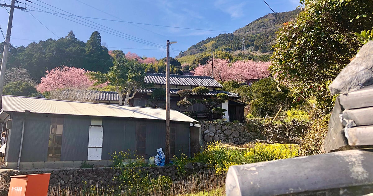 須崎市桑田山の雪割桜